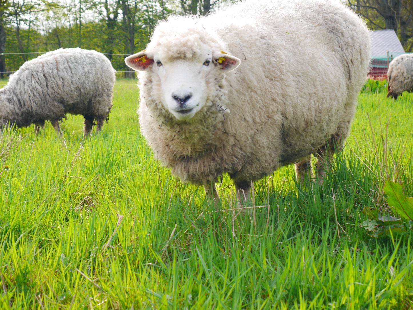Lammekøller (udbenet), græsfodrede & rotationsafgræsning