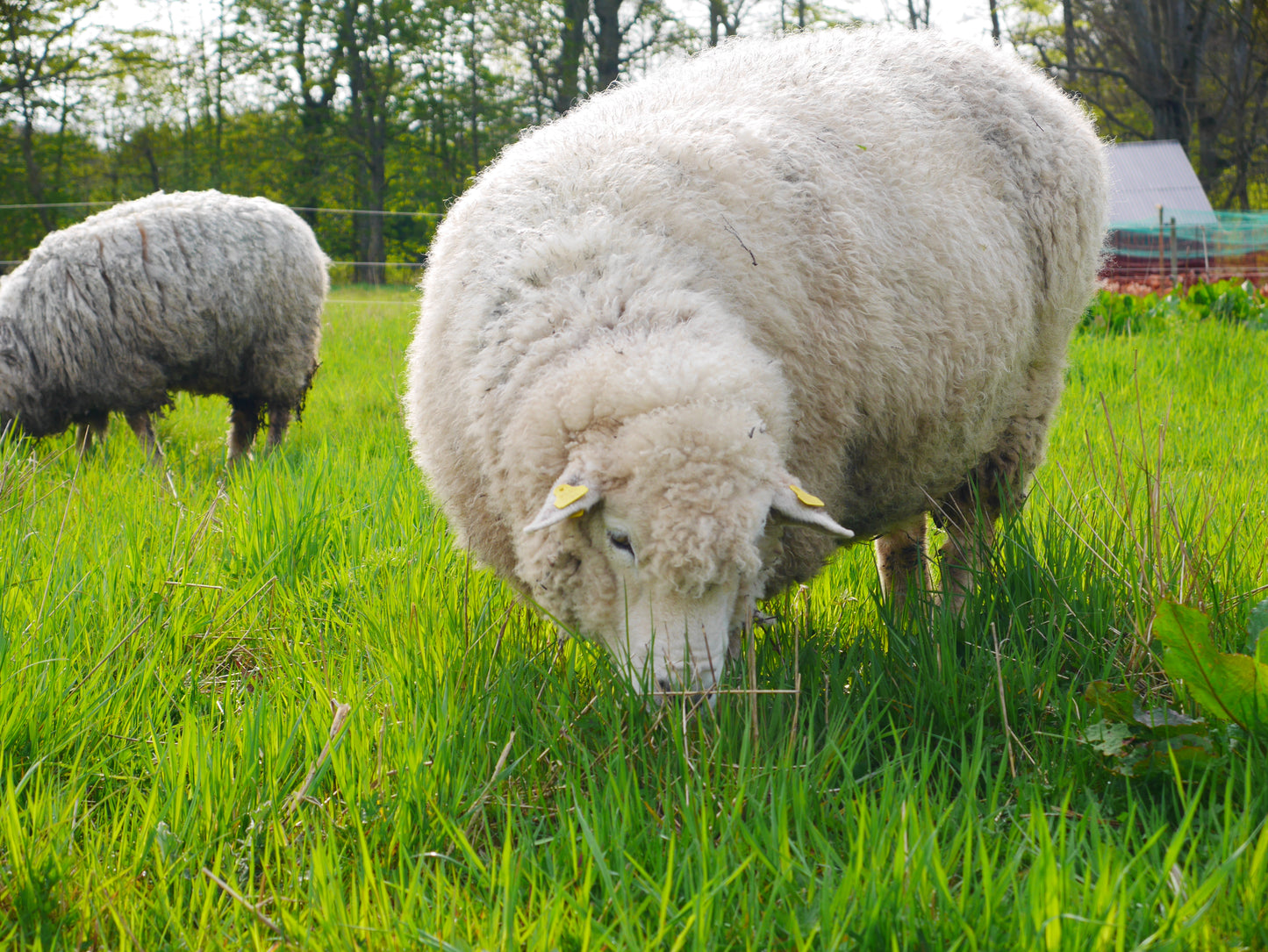 Lammekøller (udbenet), græsfodrede & rotationsafgræsning