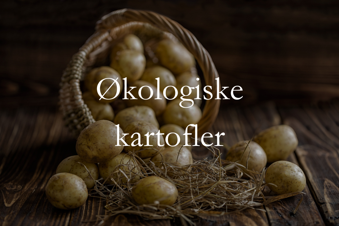 Økologiske kartofler fra Østervang