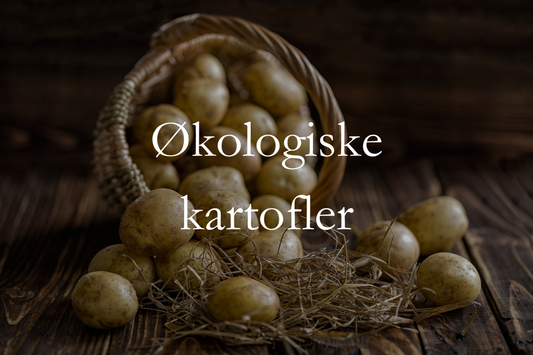 Økologiske kartofler fra Østervang